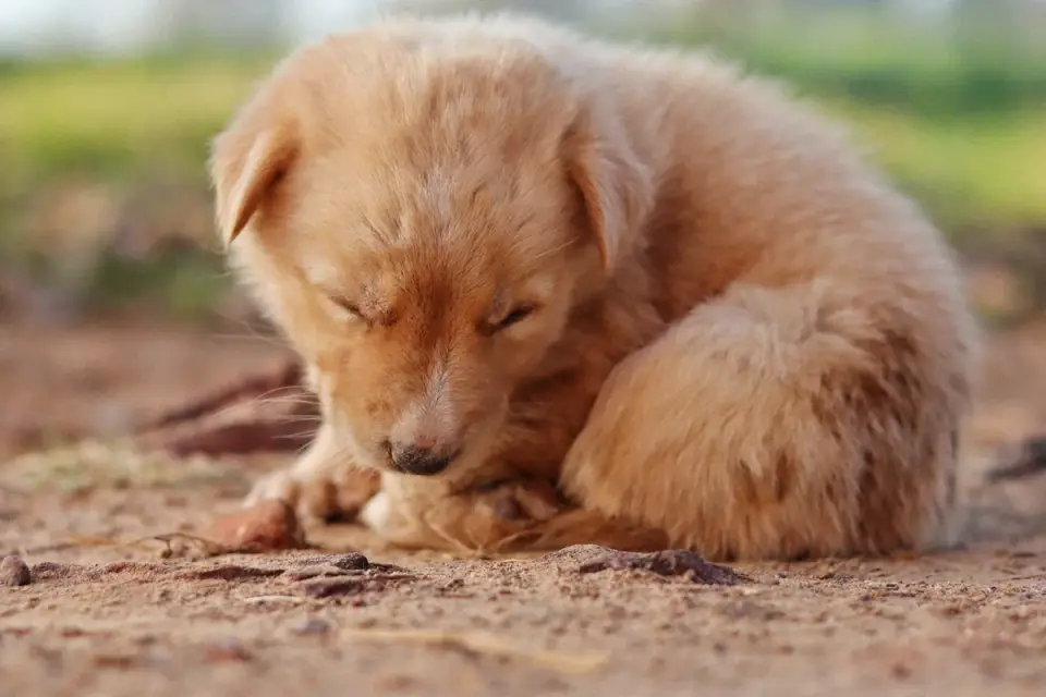 Dog curled on a blanket