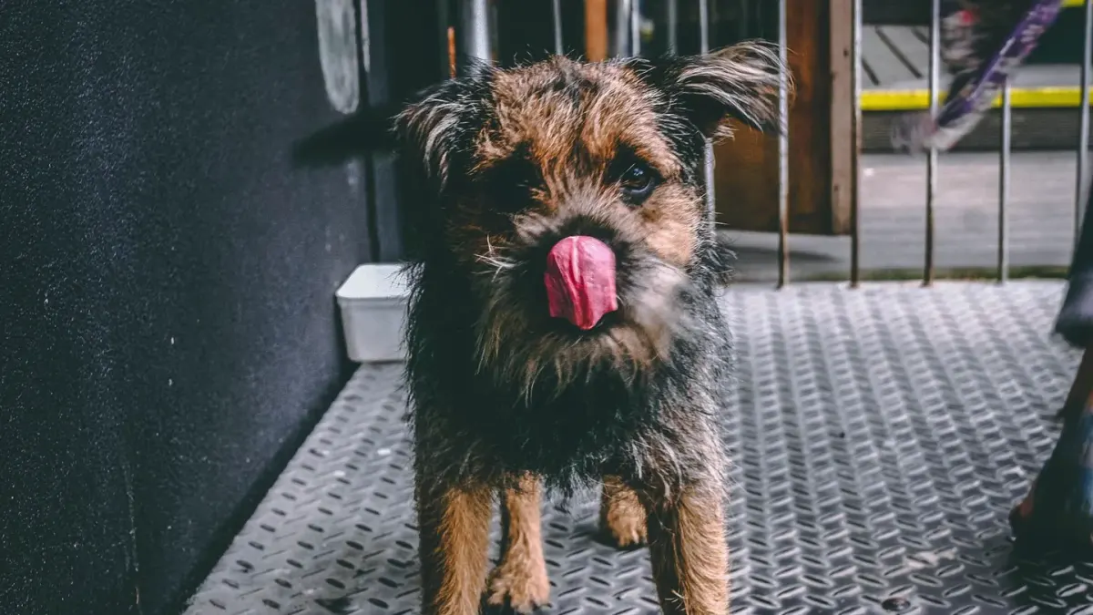 Dog eating from a bowl at home