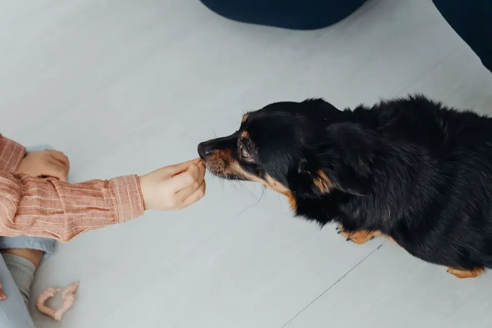 Dog eating from a bowl at home