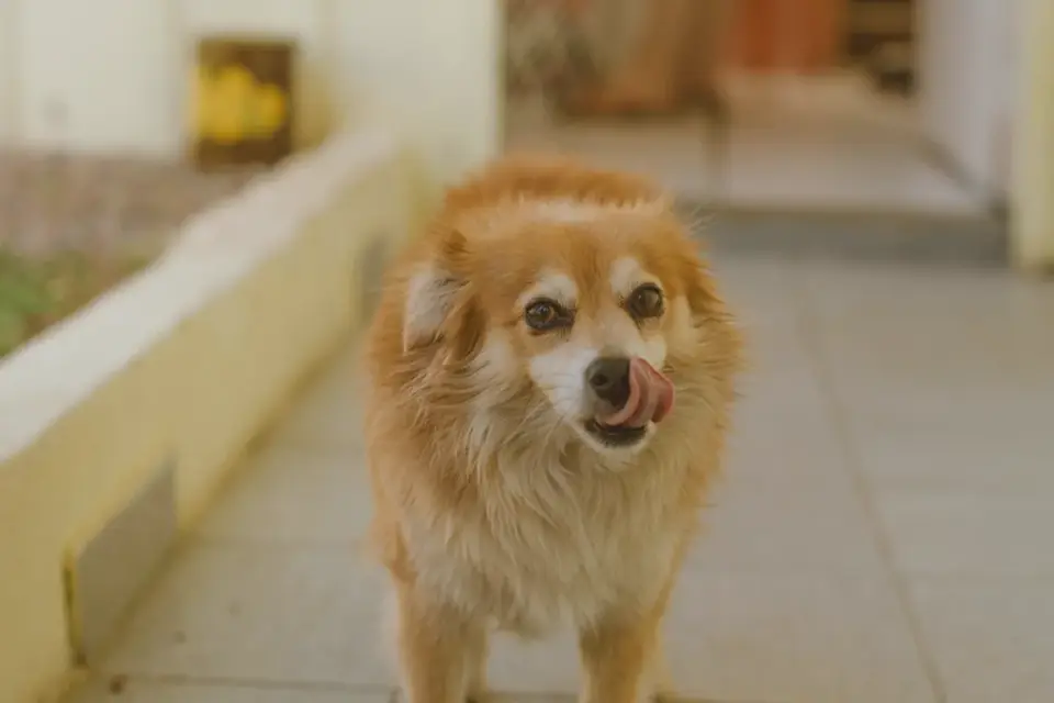 Dog eating from a bowl at home