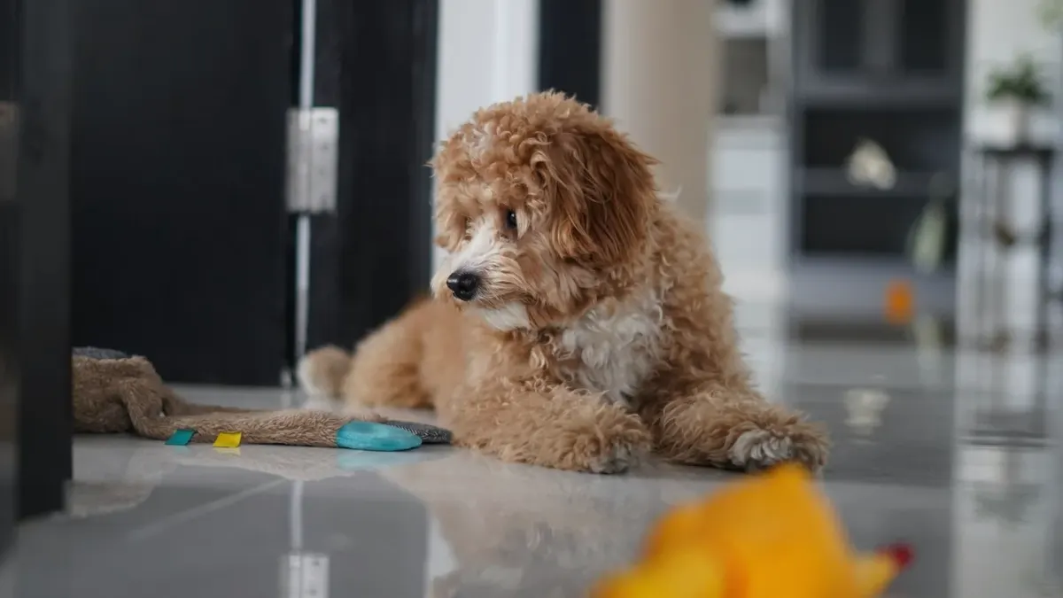 Dog eating from bowl at home