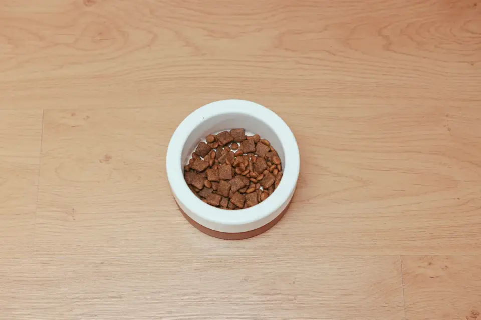 Dog eating from bowl at home