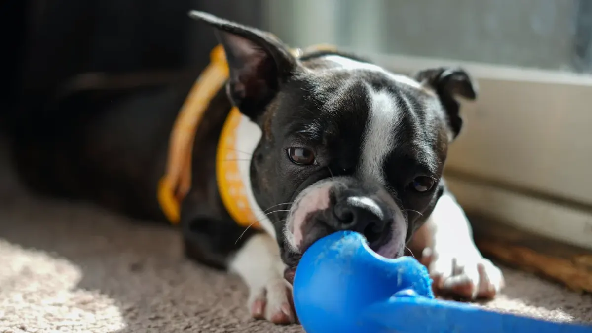 Dog eating from bowl at home