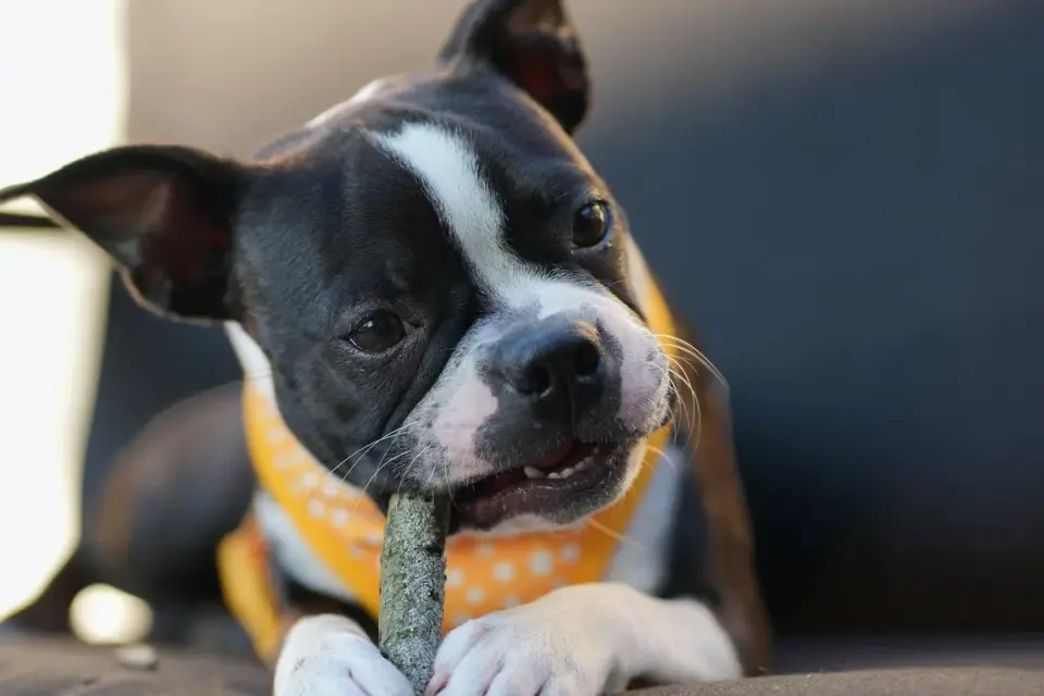 Dog eating from bowl at home