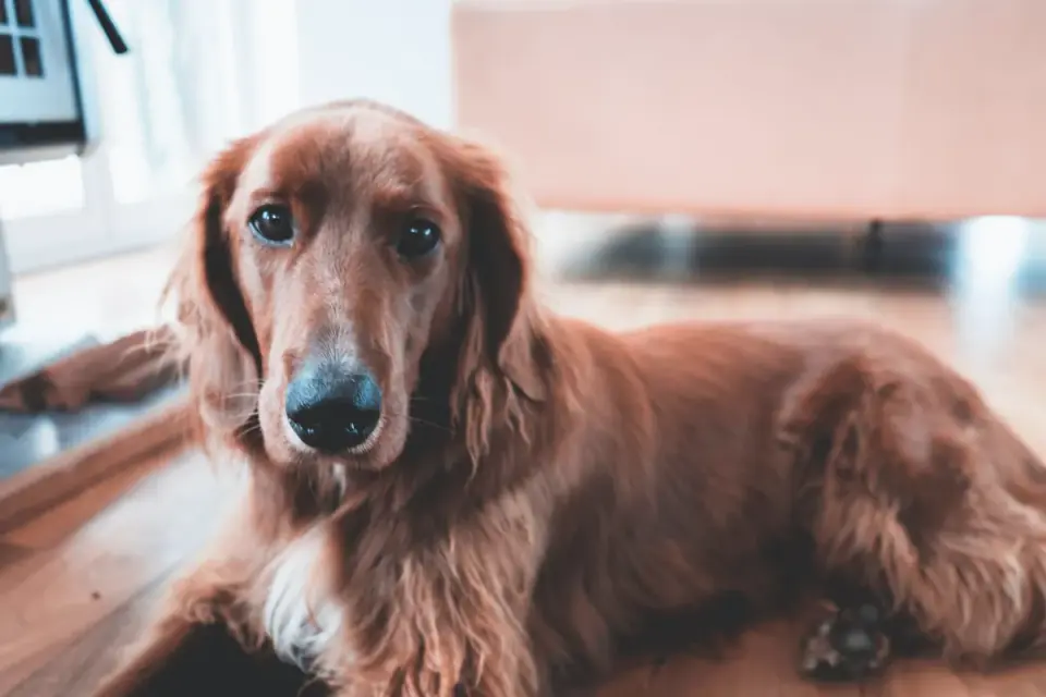 Dog eating from bowl at home
