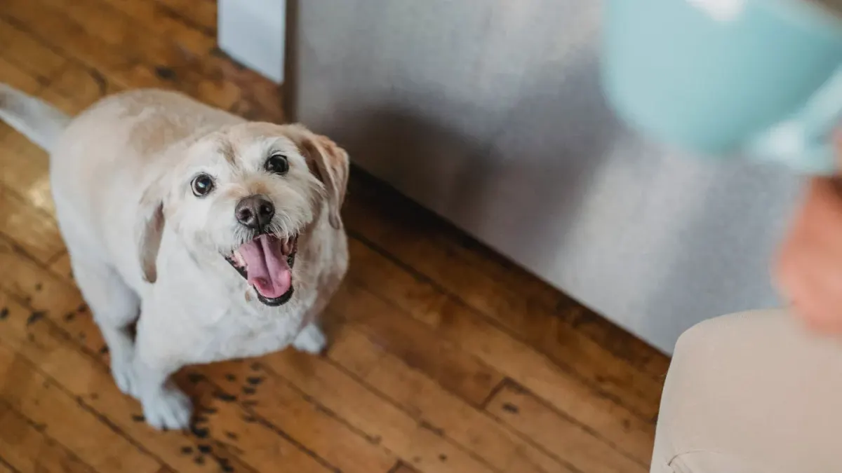 Dog eating from bowl at home