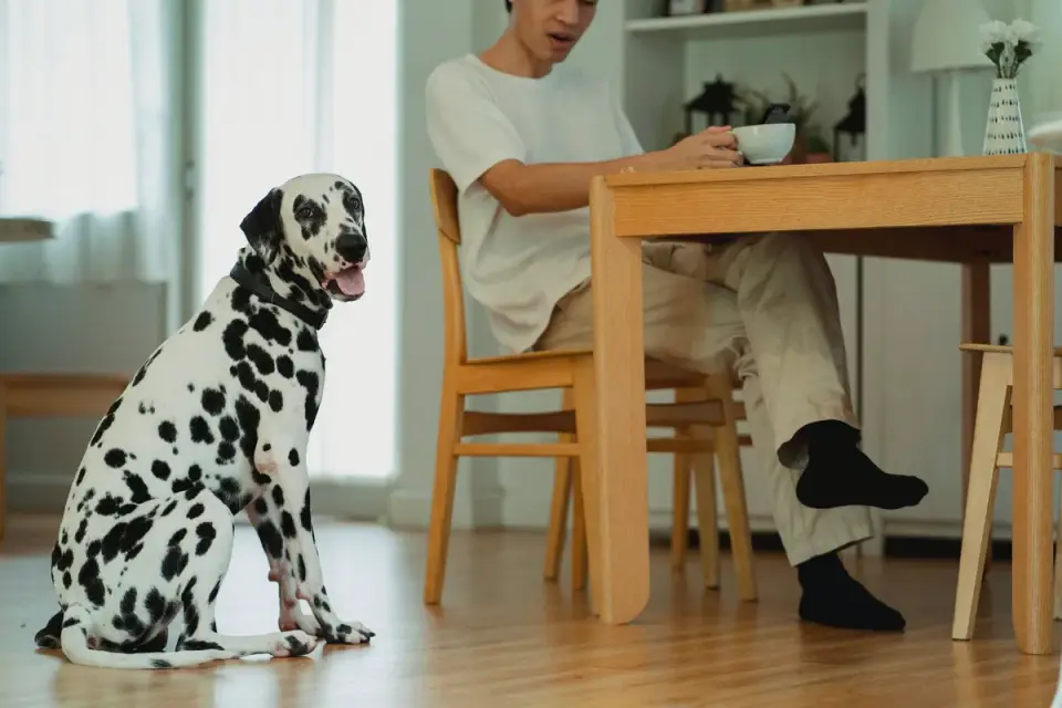 Dog eating from bowl at home