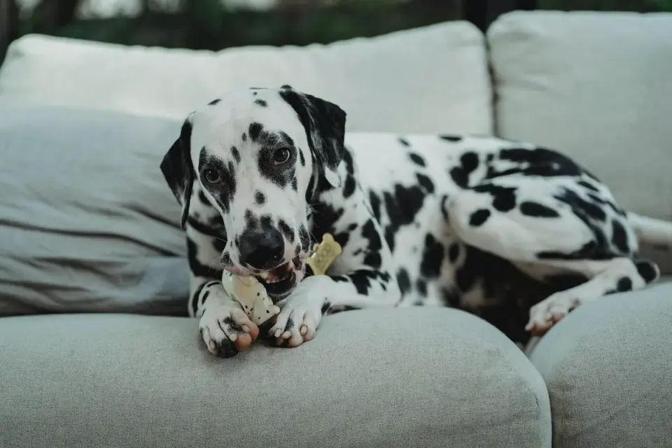 Dog eating from bowl at home