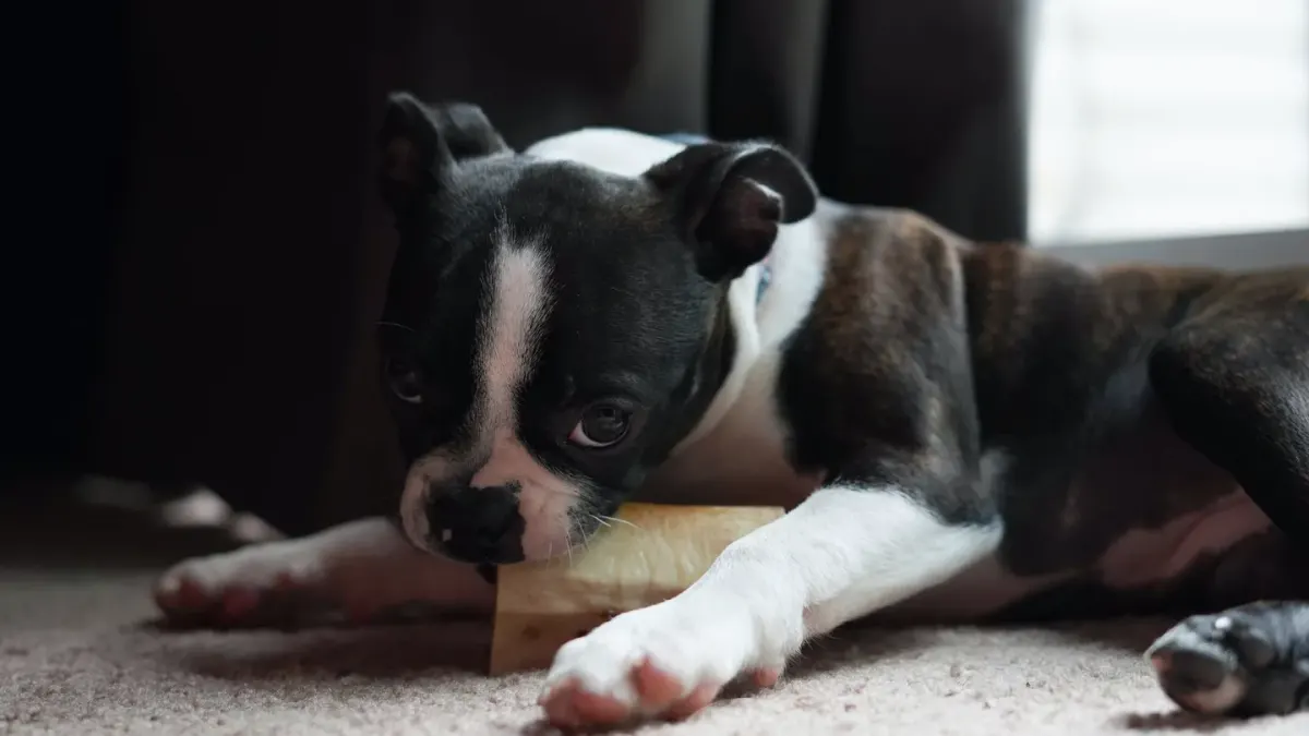 Dog eating from bowl at home