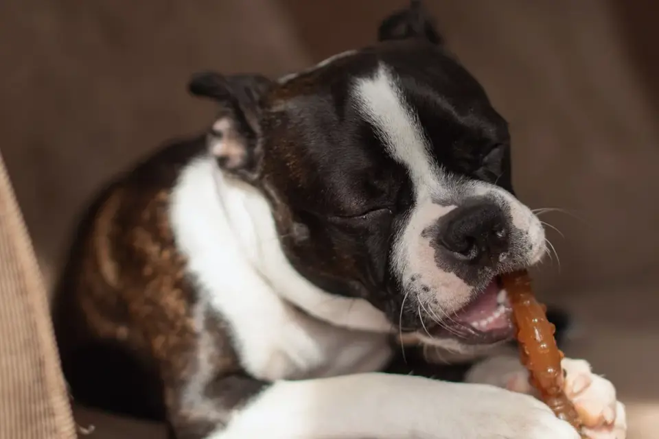 Dog eating from bowl at home