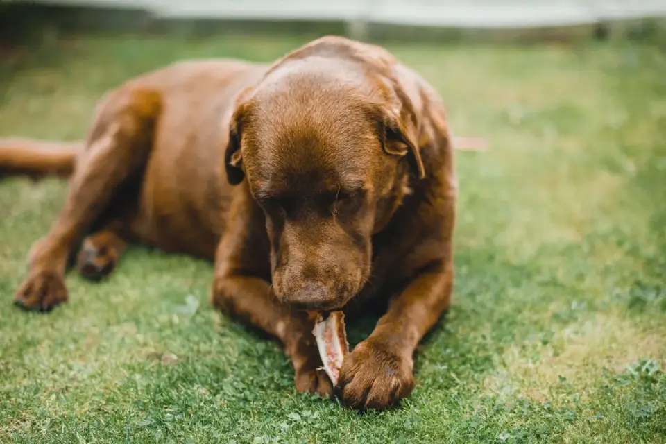 Dog eating from bowl at home