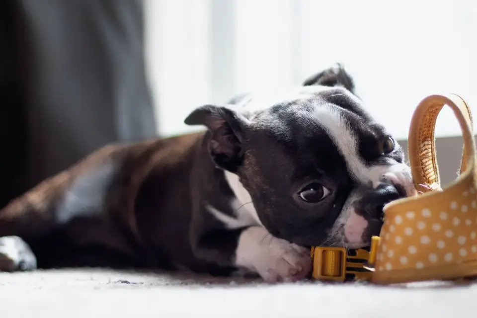 Dog eating from bowl at home