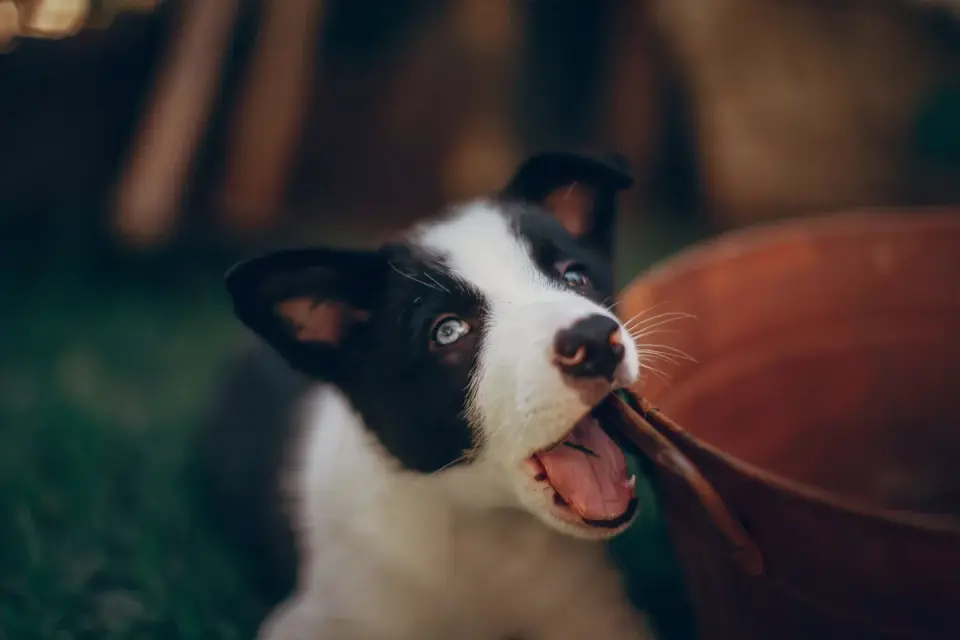 Dog eating from bowl at home