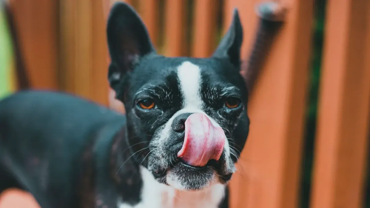 Dog eating from bowl at home