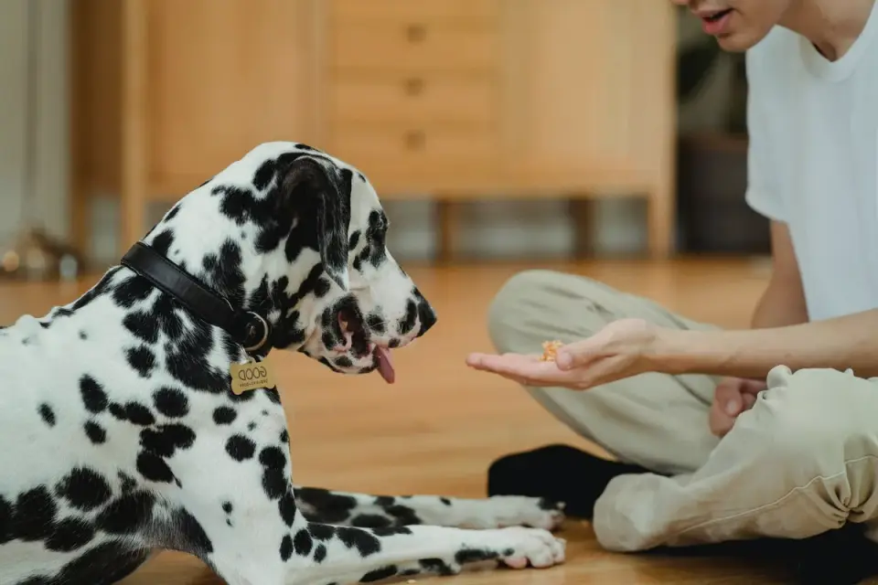 Dog eating from bowl at home