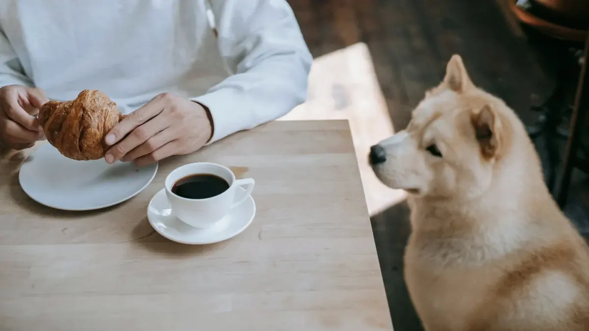 Dog eating from bowl at home
