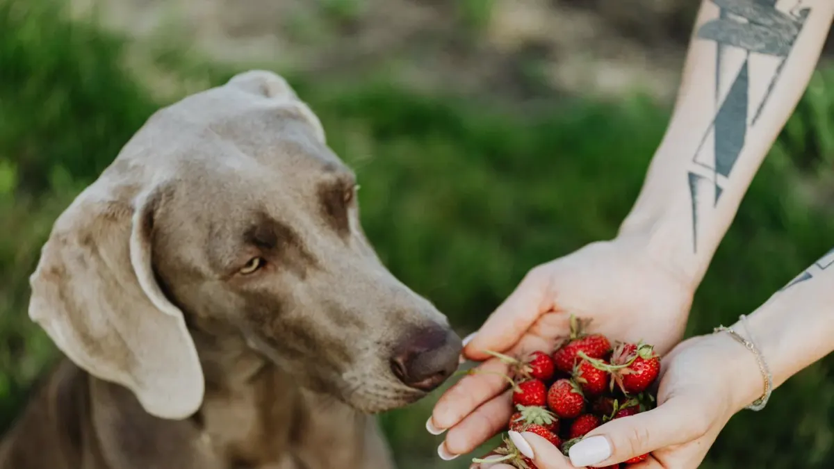 Dog eating outdoors bowl