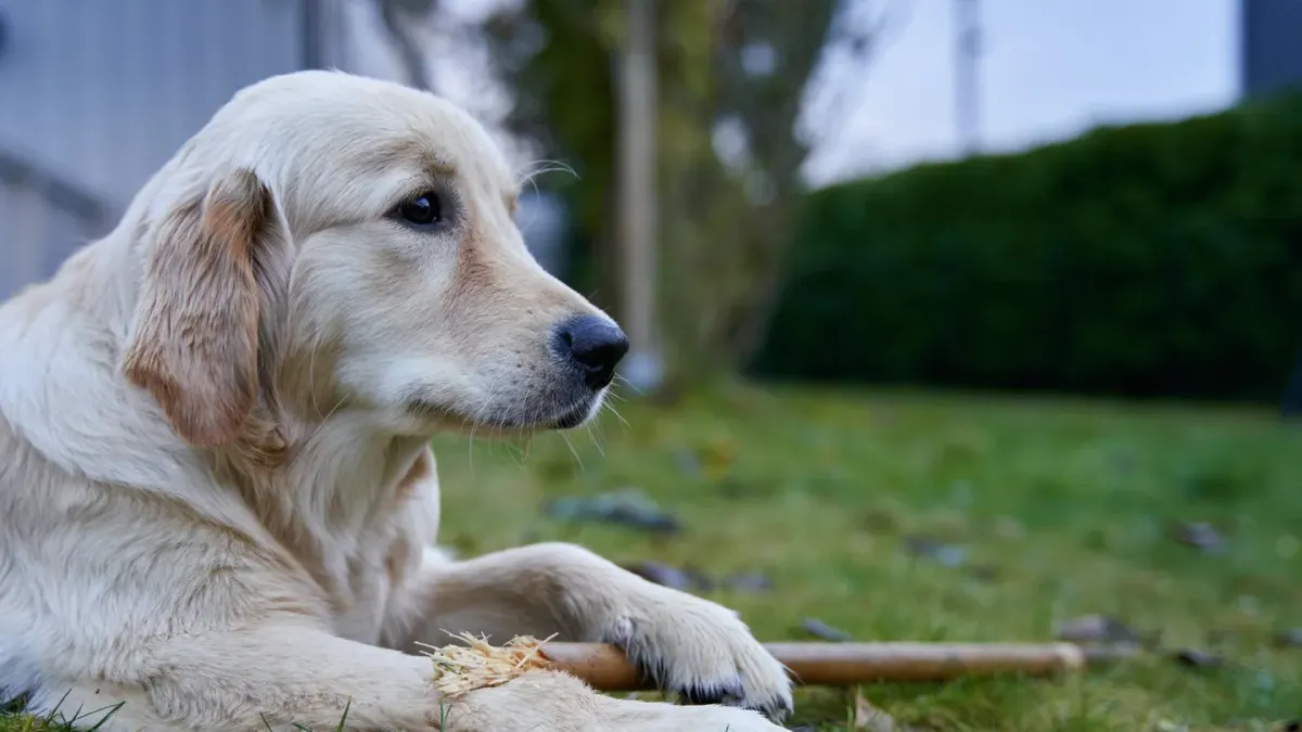 Dog eating outdoors bowl
