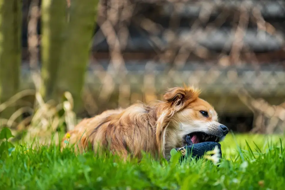 Dog eating outdoors bowl
