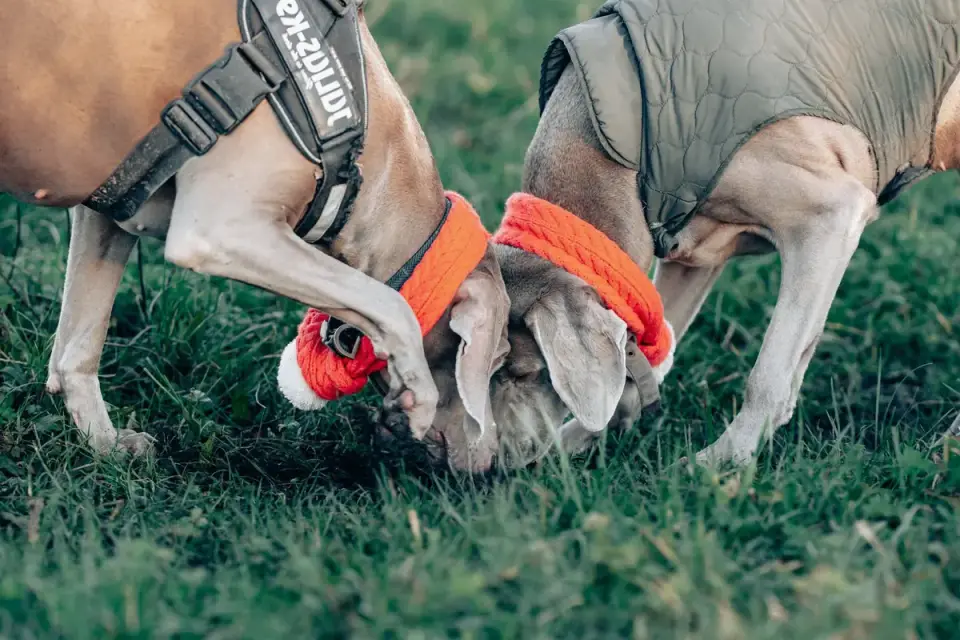 Dog eating outdoors bowl