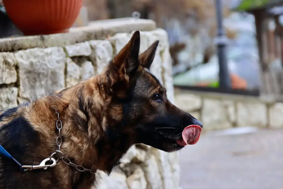 Dog eating outdoors bowl