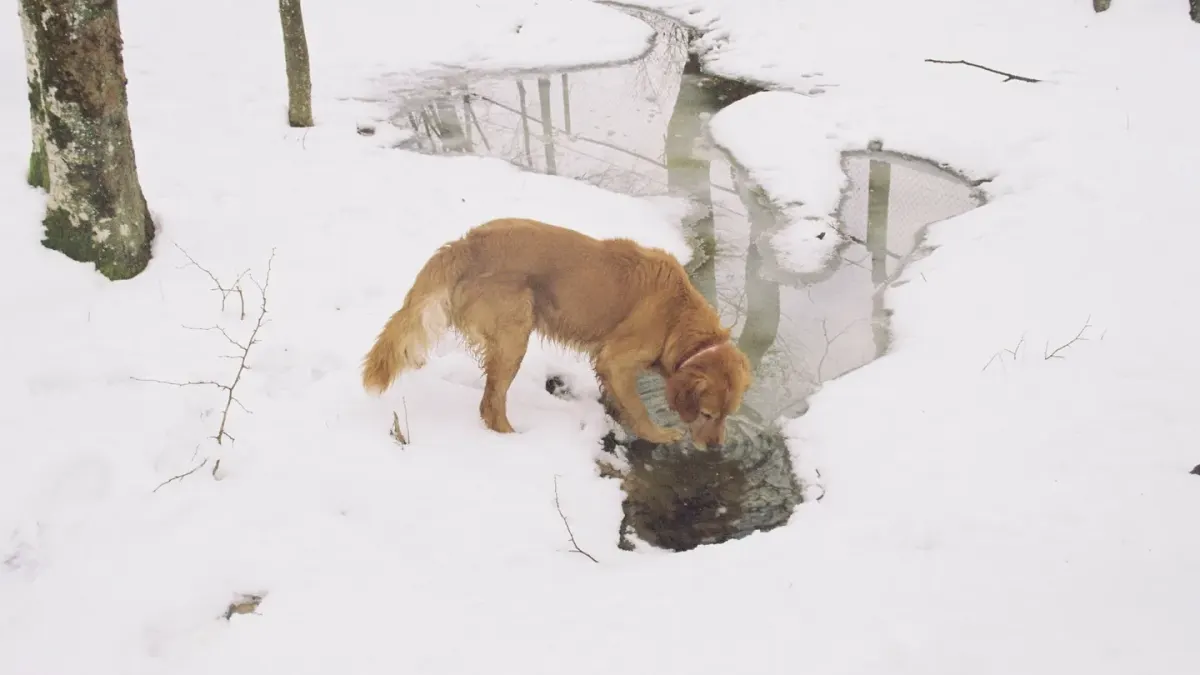 Dog eating outdoors bowl