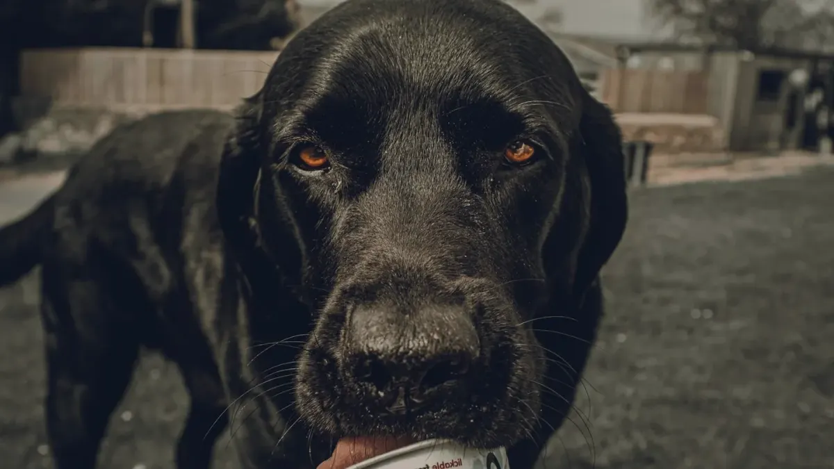 Dog eating outdoors bowl