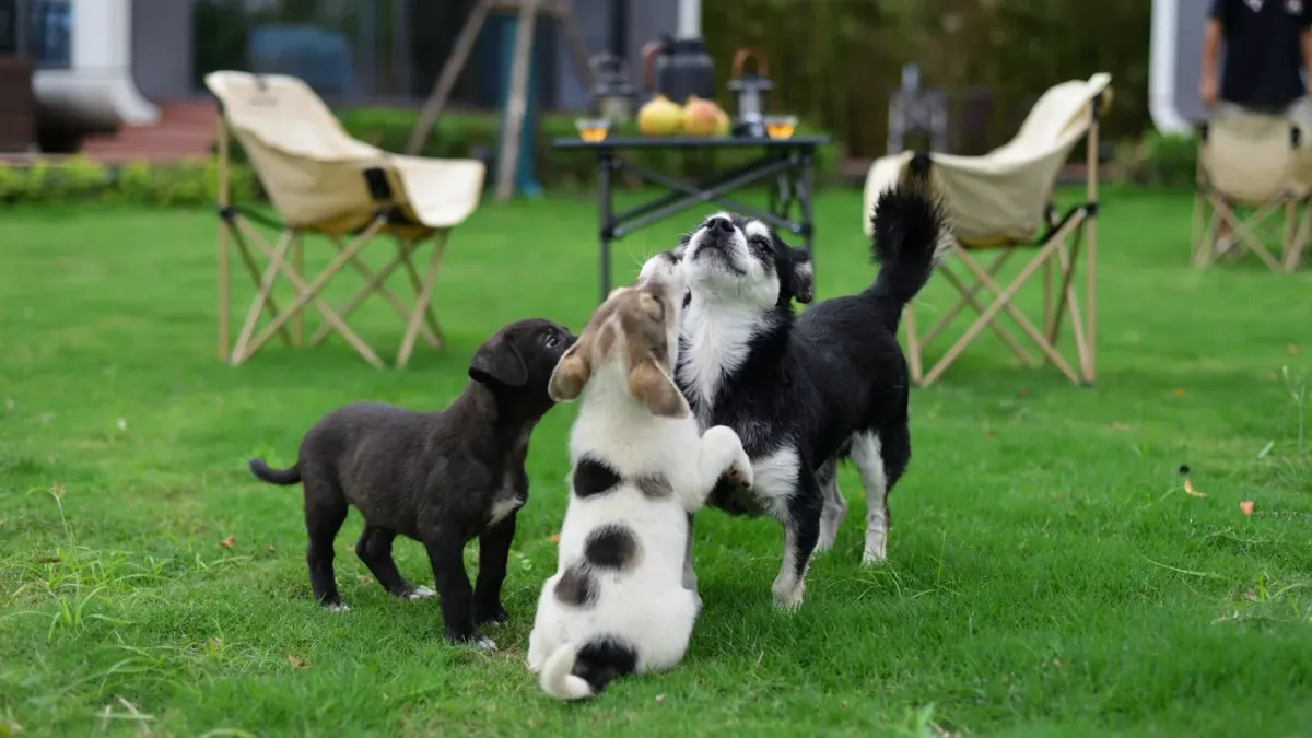 Dog eating outdoors bowl
