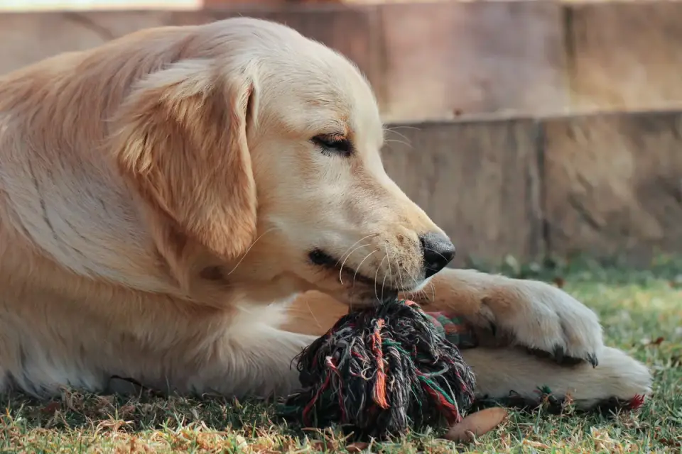 Dog eating outdoors bowl