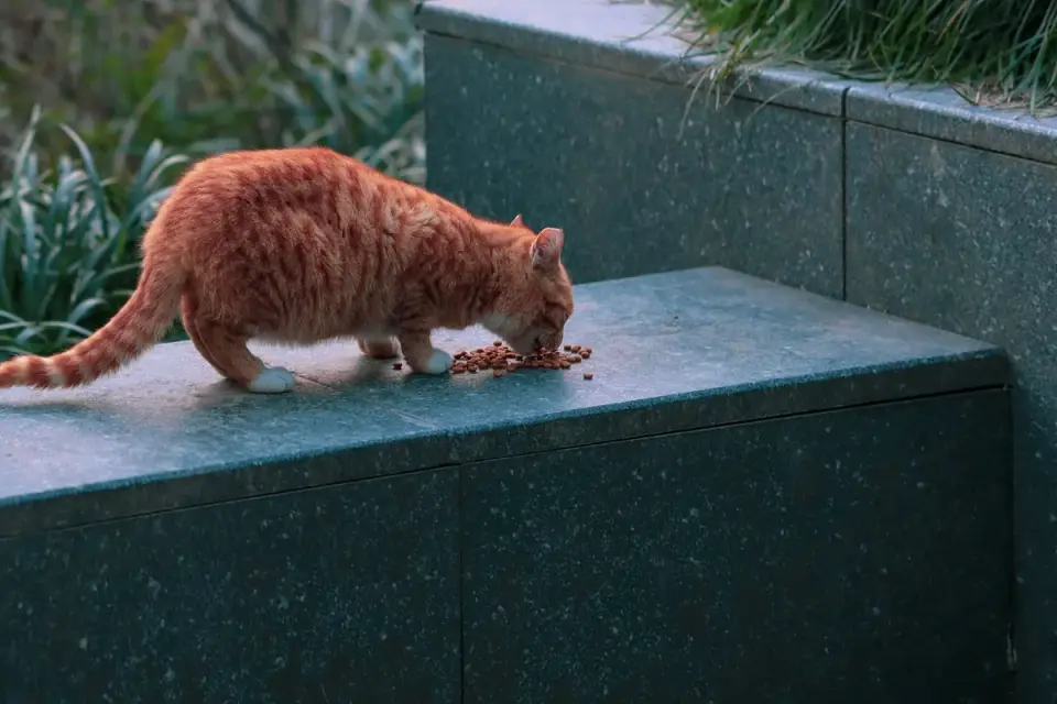Dog eating outdoors bowl