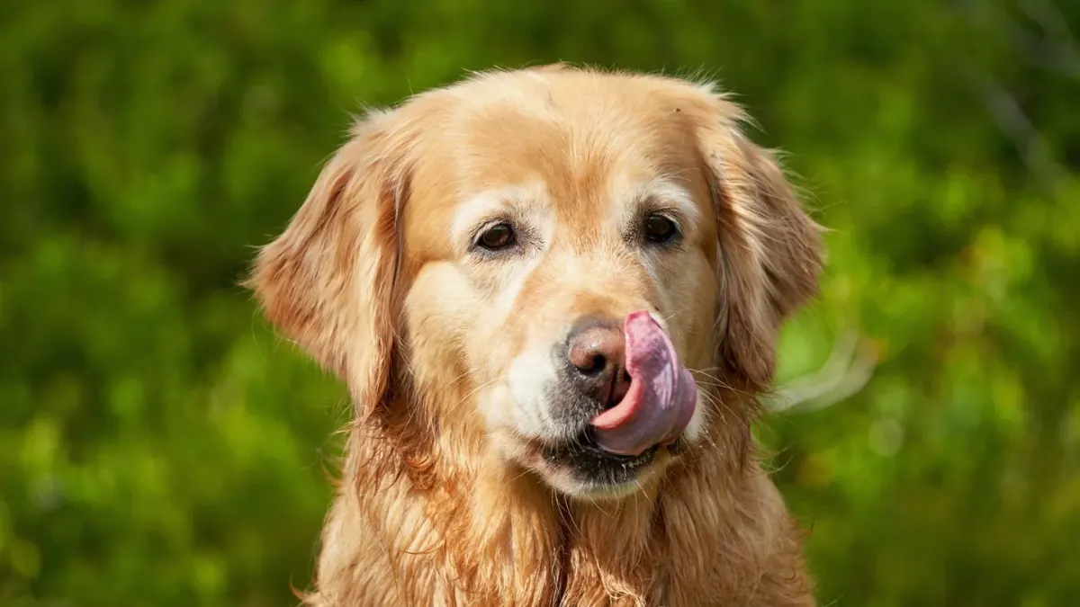 Dog eating outdoors bowl