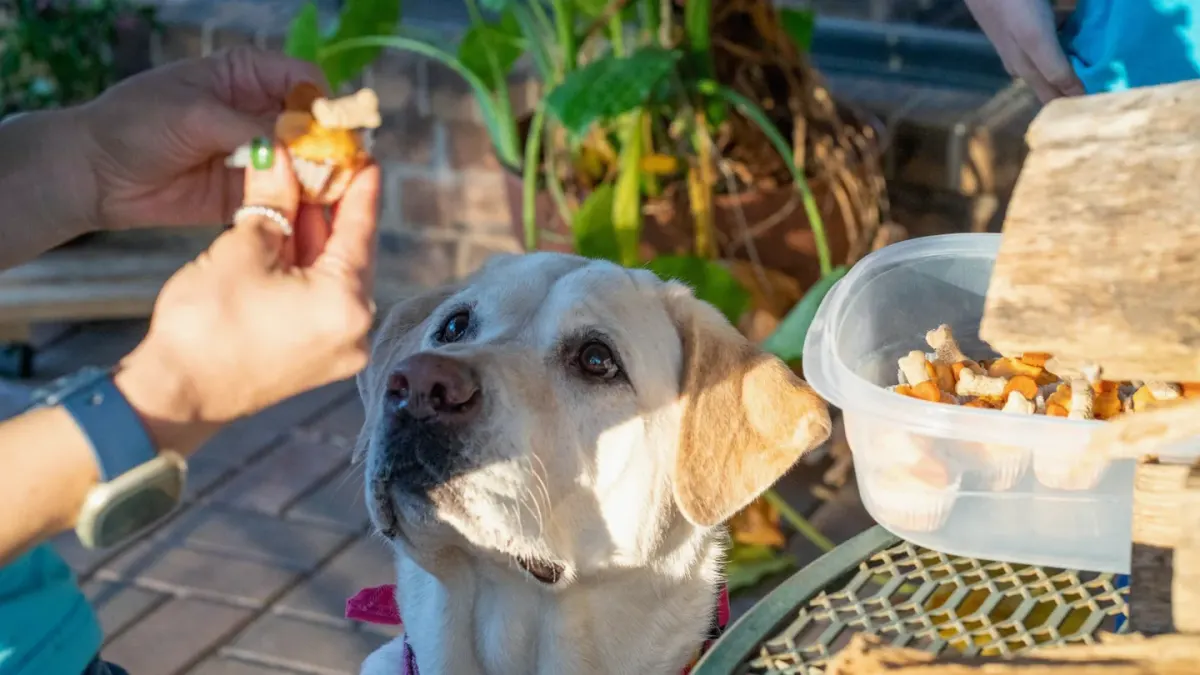 Dog eating outdoors bowl