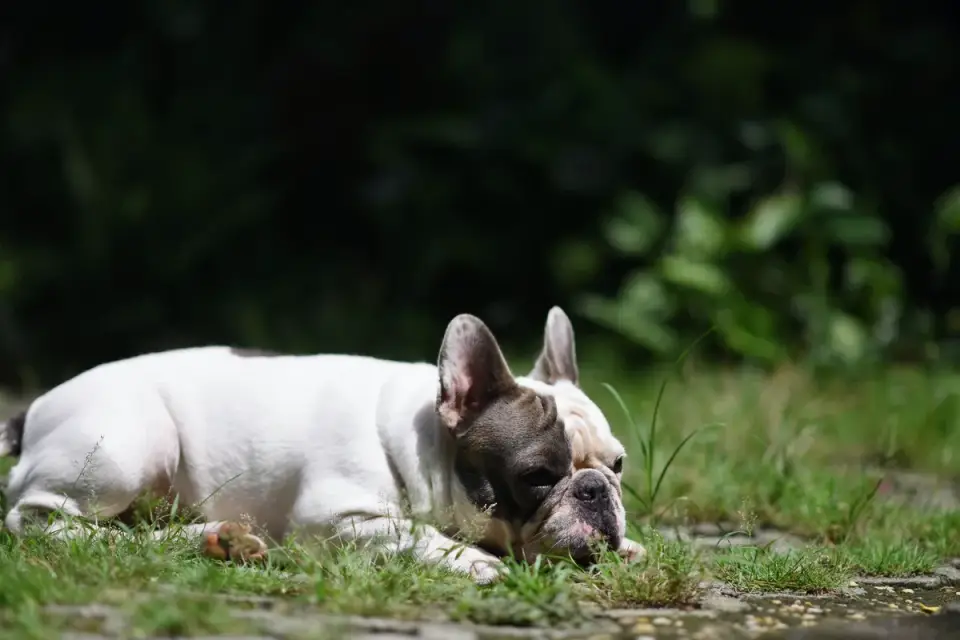 Dog eating outdoors bowl