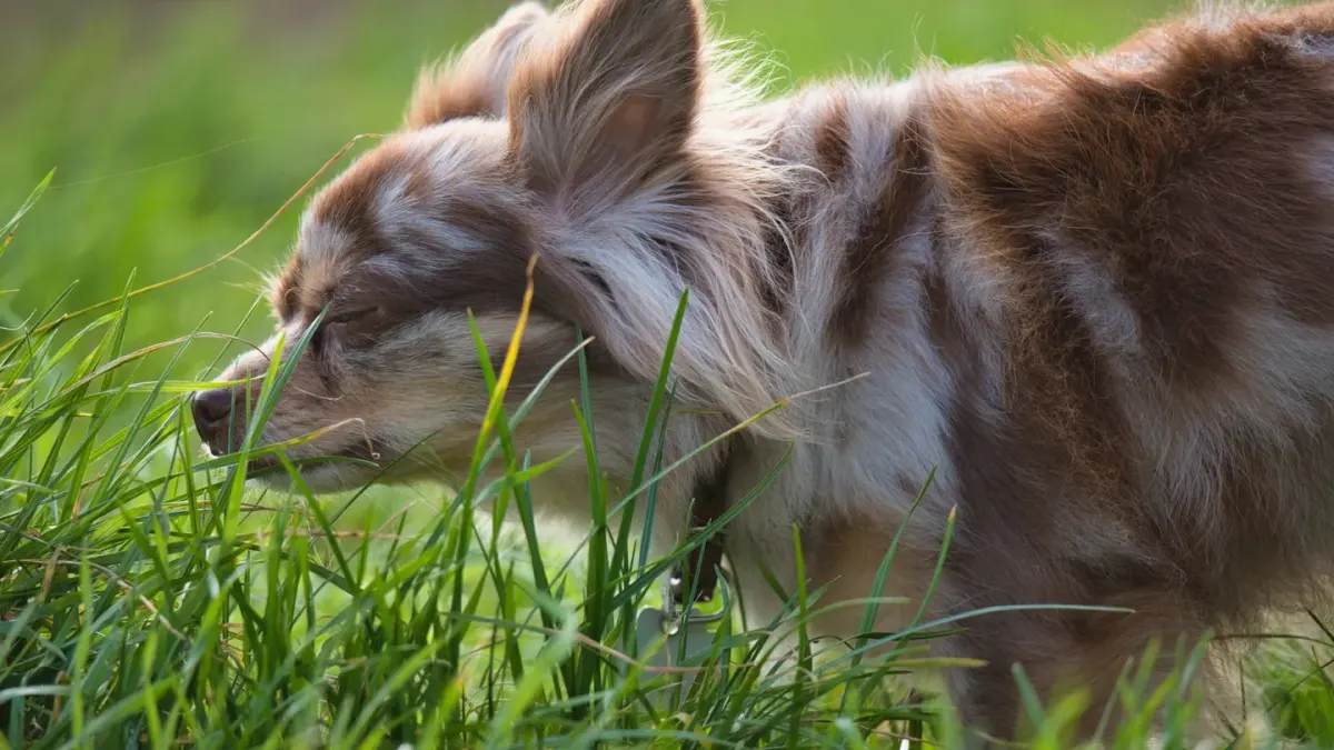 Dog eating outdoors bowl
