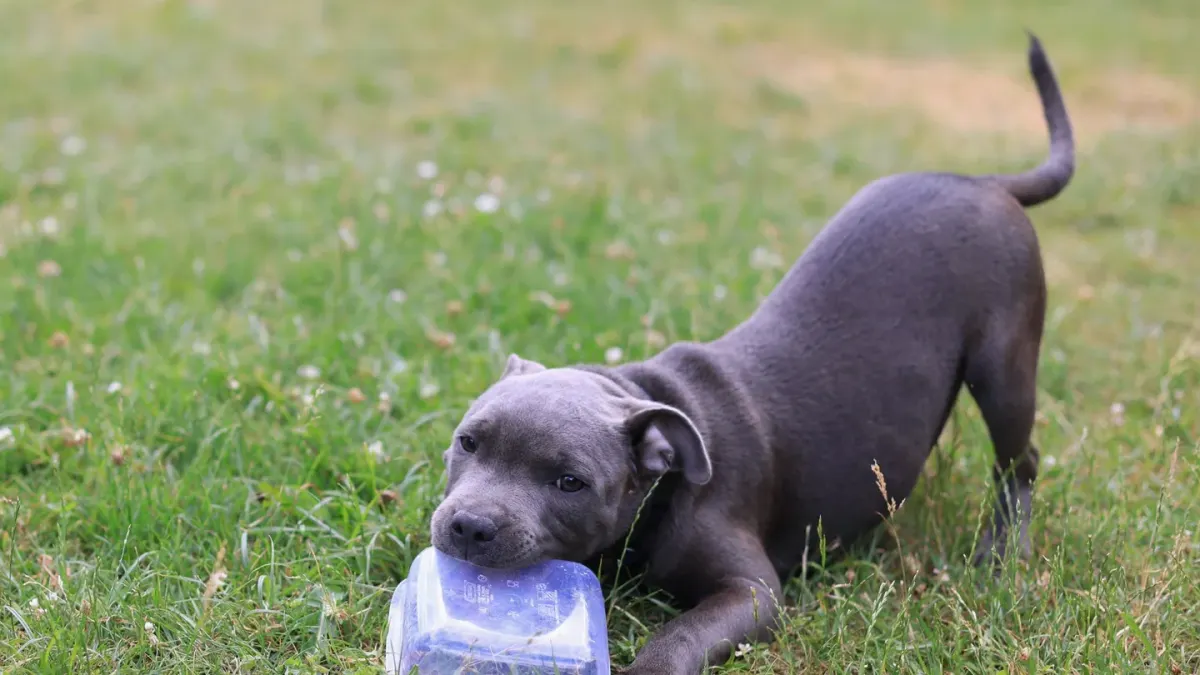 Dog eating outdoors bowl