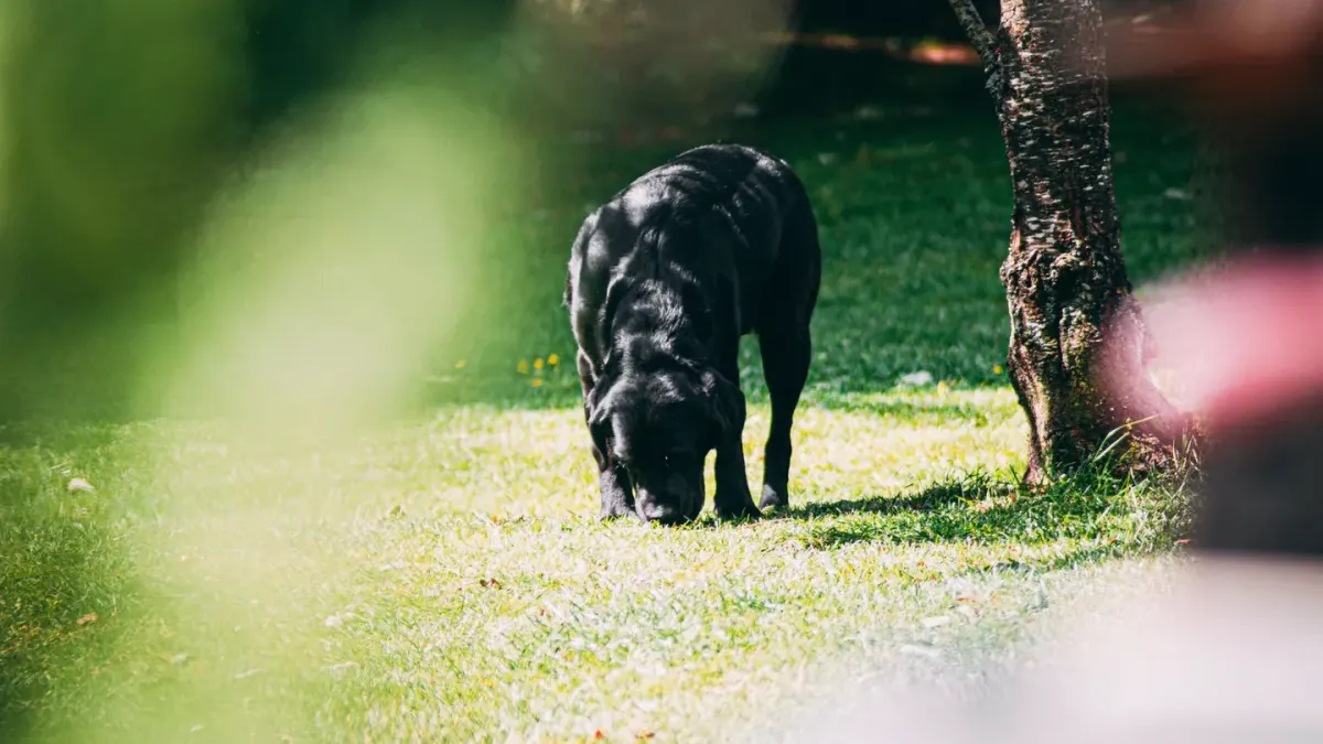 Dog eating outdoors bowl