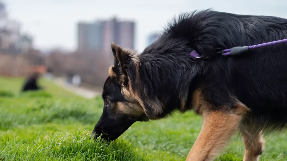 Dog eating outdoors bowl