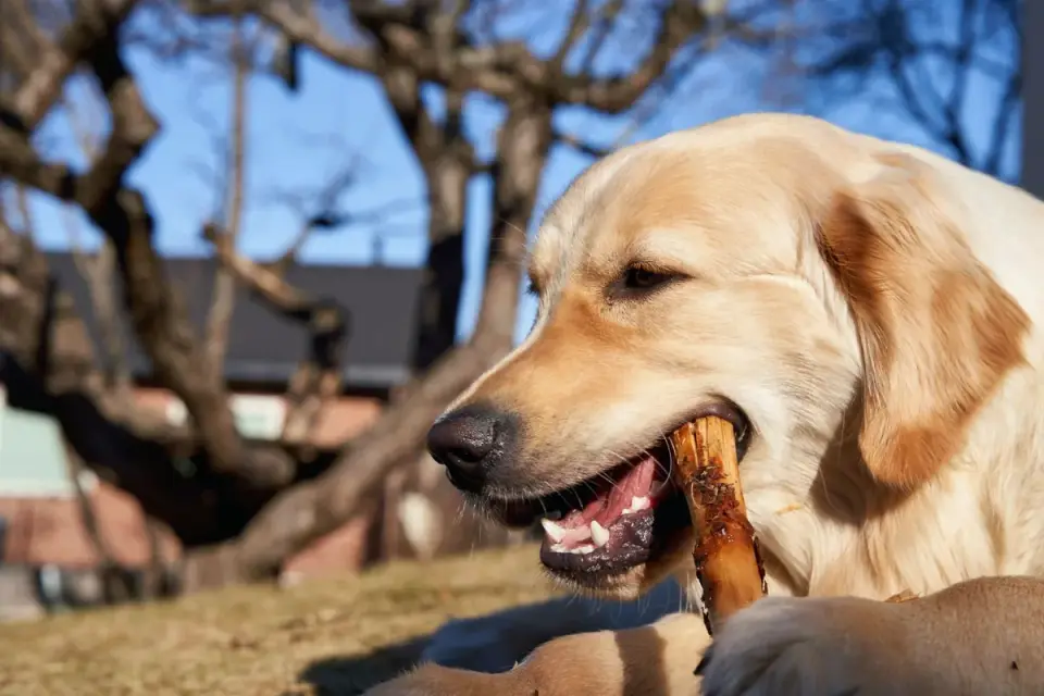 Dog eating outdoors bowl