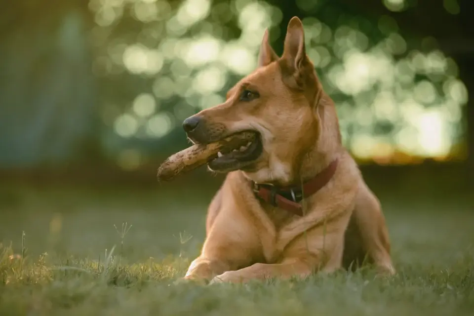 Dog eating outdoors bowl