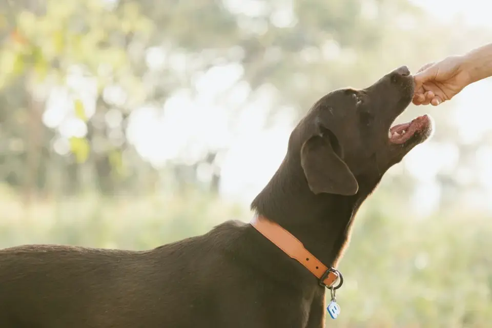 Dog eating outdoors bowl