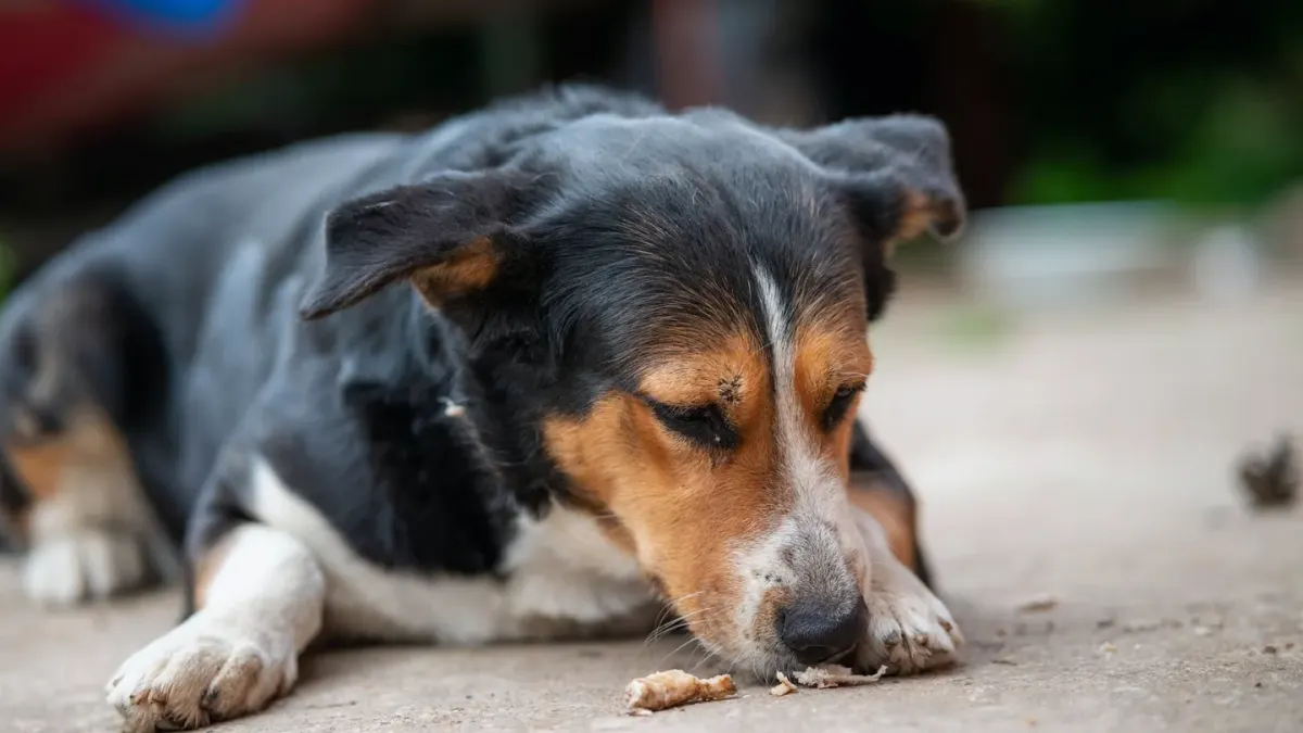 Dog eating outdoors bowl