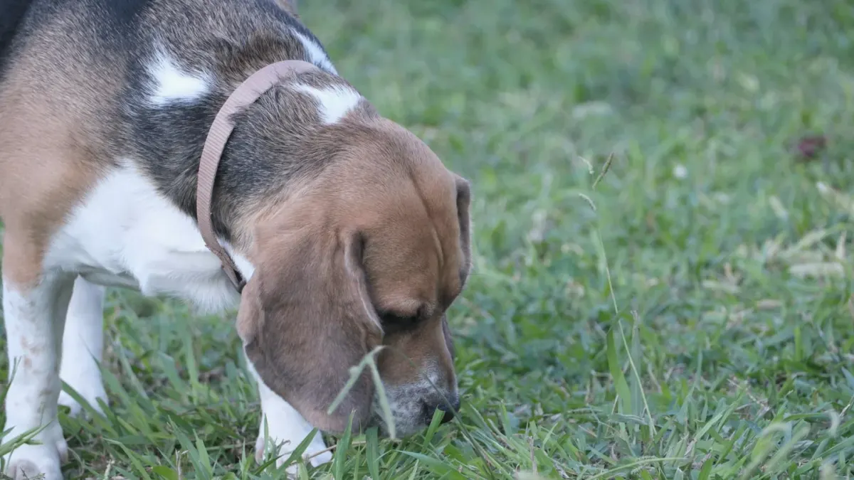 Dog eating outdoors bowl