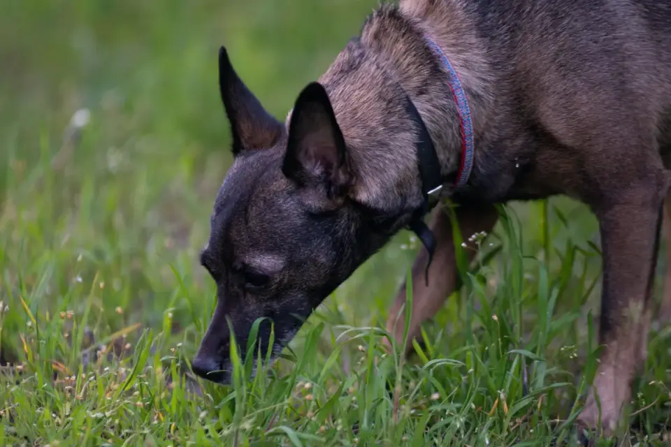Dog eating outdoors bowl