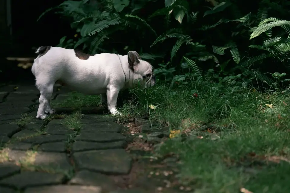 Dog eating outdoors bowl