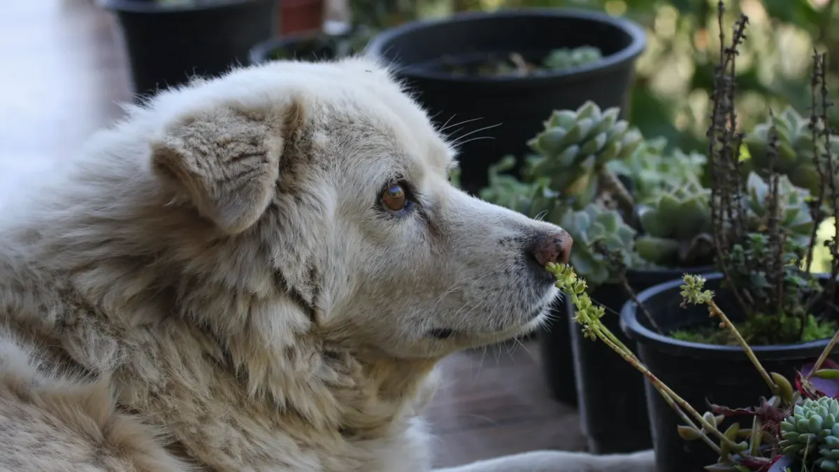 Dog eating outdoors