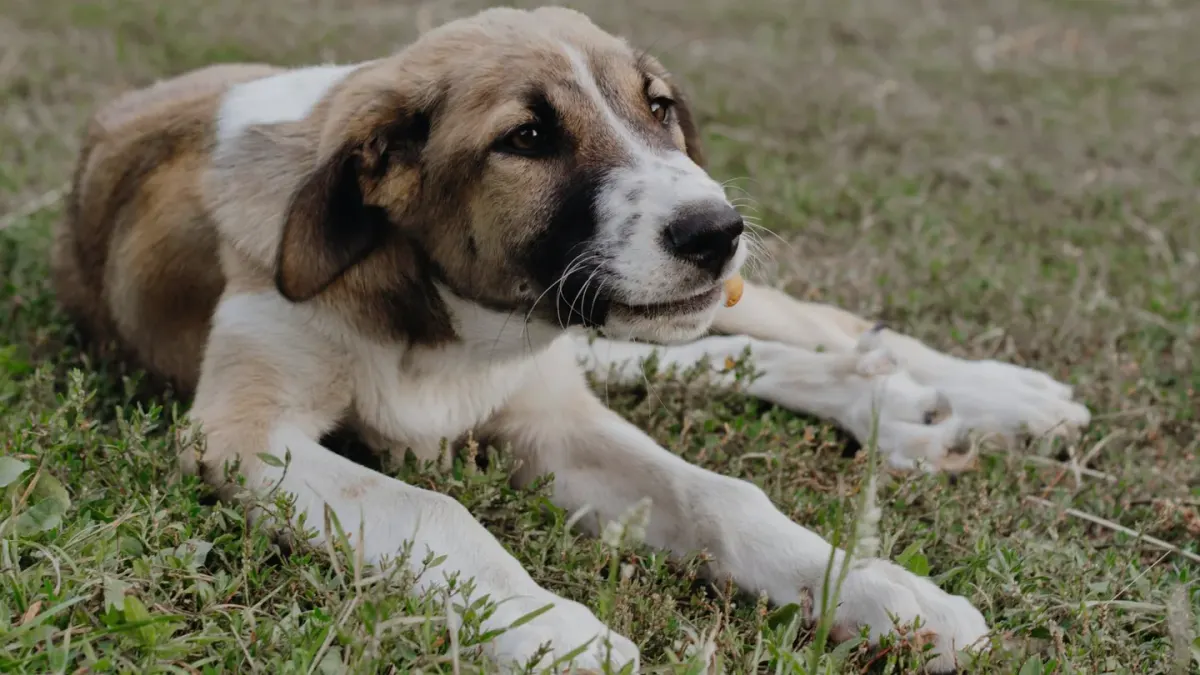 Dog eating outdoors