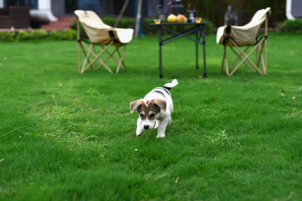 Dog eating outdoors