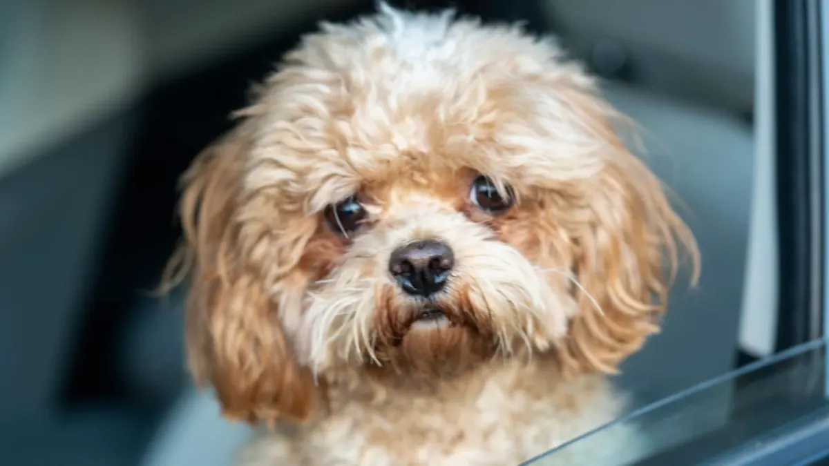 Dog in a car seat