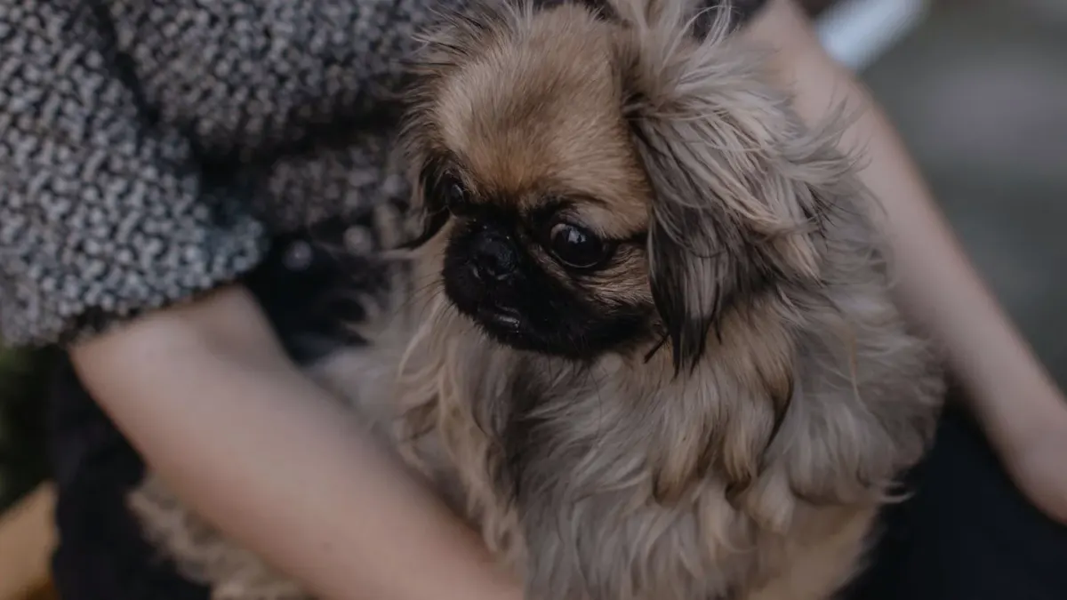 Dog in a kitchen with an owner