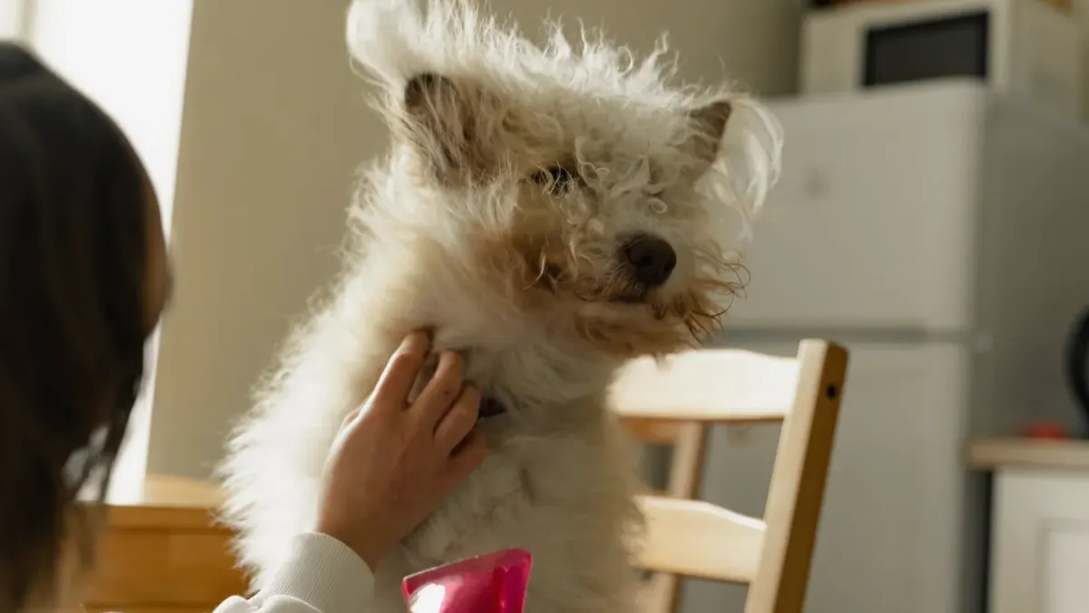 Dog in a kitchen with an owner
